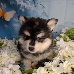 Atlas-2200 - Black and white male Pomsky puppy in Spring Hill, Florida from www.PuppyTimeEmporium.com