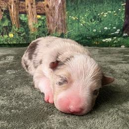 MJ - White and red merle female Border Collie puppy in Avilla, Indiana from Borderline Kennels