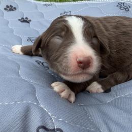 Cocoa - teal - Brown and white male Aussiedoodle puppy in Eolia, Missouri from Barefoot Kennel