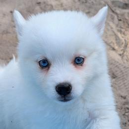 Dewy - 1800 - White male Pomsky puppy in Spring Hill, Florida from www.PuppyTimeEmporium.com