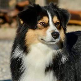 Shiner - Miniature Australian Shepherd