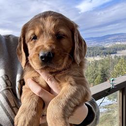 Atlas - Dark golden male Golden Retriever puppy in Post Falls, Idaho from Mountain View Goldens