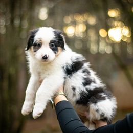 Espresso - Blue merle female Australian Shepherd puppy in Monroe, Georgia from Lovable Little Aussies