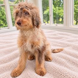 Badger - Brown merle male Aussiedoodle puppy in North Royalton, Ohio from Johnson's Doodles