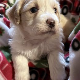 Poppy - Cream female Aussiedoodle puppy in Maysville, Missouri from Mini AussieDoodles on Meadow Lane