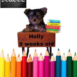 Shelby's purple girl - Black and tan female Yorkshire Terrier puppy in Inverness, Florida from Luvayorkie&more