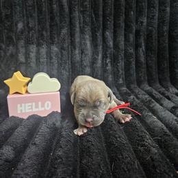 Red collar - Gray and fawn female Cane Corso puppy in Fritch, Texas from Carrie Brown's Cane Corsos