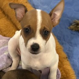 Mascato - Red white and sable male Rat Terrier puppy in Savoy, Texas from Rockin EZ Rat Terriers