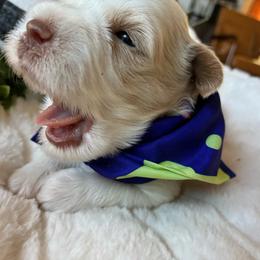Cedar - Parti male Miniature Schnauzer puppy in Menifee, California from Moonshine’s Minis