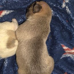 French Bulldog Puppies from Luna's little pumpkins