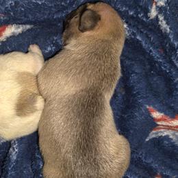French Bulldog Puppies from Luna's little pumpkins
