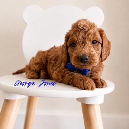 George Jones - Red  male Goldendoodle puppy in Hot Springs, Arkansas from Hot Springs Kennels