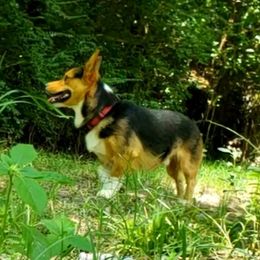 Thorin - Pembroke Welsh Corgi