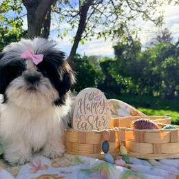 Cookie - Black and white female Shih Tzu puppy in Northridge, California from Our ShihTzu Family