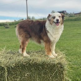 Aussiedoodles and Miniature Australian Shepherds from Rocking R Ranch Aussies