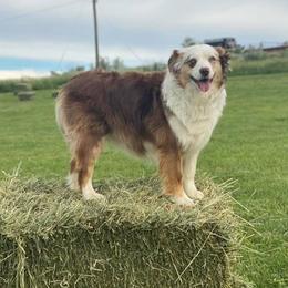 Aussiedoodles and Miniature Australian Shepherds from Rocking R Ranch Aussies