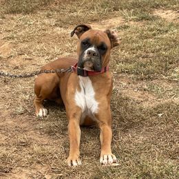 Lucas - Boxer