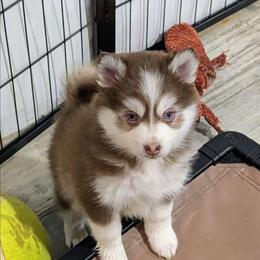 Vernon - 2200 - Red and white male Pomsky puppy in Spring Hill, Florida from www.PuppyTimeEmporium.com