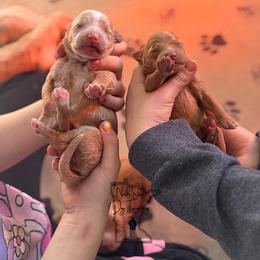 Goldendoodle Puppies from North Star Dog Training