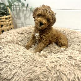 Tinsel - Red  male Goldendoodle puppy in Indianapolis, Indiana from Indy Doodle Co.