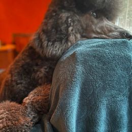 Poodles from Karesque Standard Poodles