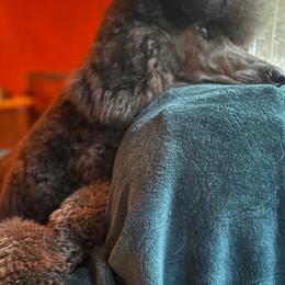 Poodles from Karesque Standard Poodles