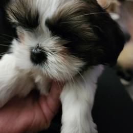 Shih Tzu Puppies from Shih Tzu Kennels