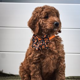 Goldendoodle Puppies from AZ Ohana Doodles