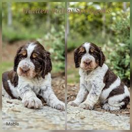 Mable - Tri-Roan female English Springer Spaniel puppy in Westminster, South Carolina from Hidden Valley Springers