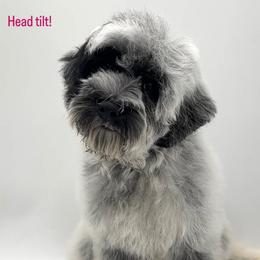 Roadie - Black and chalk male Australian Labradoodle puppy in Denton, Texas from Dignity Labradoodles