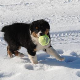 Australian Shepherd Puppies from Platinum Edition