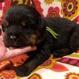 Gale - Black and mahogany female Rottweiler puppy in Crothersville, Indiana from The Solid Rock Kennel