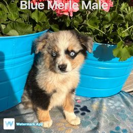 Australian Shepherd Puppies from Worsham’s Toys and Minis Australian Shepherds