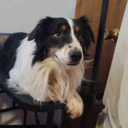 Gene - Black tri-color male Australian Shepherd puppy in Pottstown, Pennsylvania from Ramos Standards