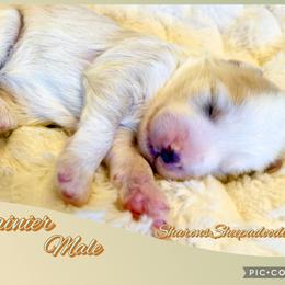 Rainier - Fawn and white male Sheepadoodle puppy in Roseburg, Oregon from Sharon’s Sheepadoodle’s