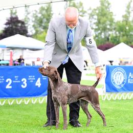 Fallon - German Shorthaired Pointer