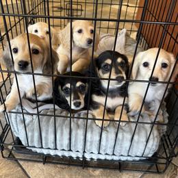 Dachshund puppies from SWEET HONEY MINI DOXXIES