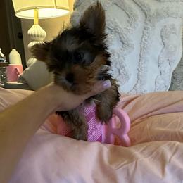Boy 1 - Black and gold male Yorkshire Terrier puppy in Chino Hills, California from Chino Hills Yorkies
