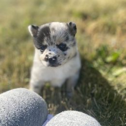 Pomsky Puppies from The Pomsky‘s Palace