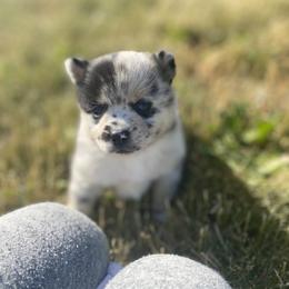 Pomsky Puppies from The Pomsky‘s Palace