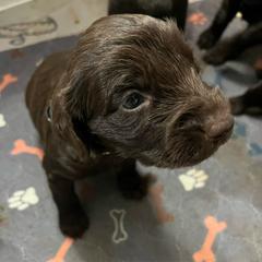 Boy 3 - Liver male Boykin Spaniel puppy in Stapleton, Alabama from Taensas Boykins