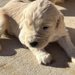 Goldendoodle Puppies from Beemba Goldens