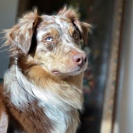 Boone - Australian Shepherd