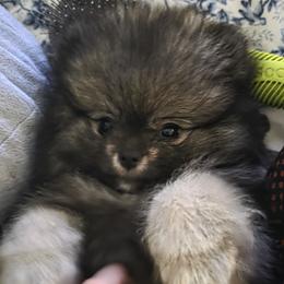 Coal - Wolf sable male Pomeranian puppy in Sanford, Florida from Serena's Poms