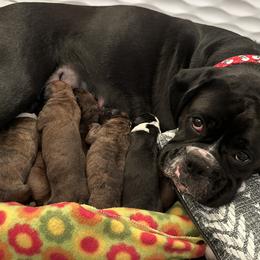 Boxer puppies from DaCosta’s Boxers