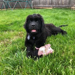 Newfoundland Puppies from Crossroads Newfoundlands