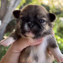 Pekingese Puppies from Northridge Pekingese