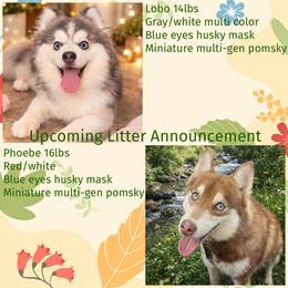 Pomsky puppies from LittleLoyalzLLC