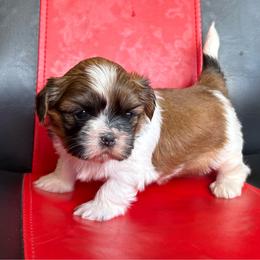 Berry - Tricolor male Shih Tzu puppy in Weeki Wachee, Florida from Svitlana Geist