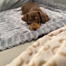 Dachshund Puppies from Cajun Pawfection